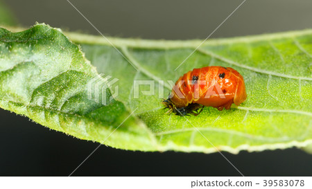 Ladybird pupa 39583078