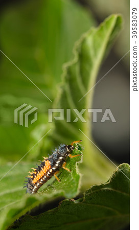 Ladybird spiny larva Ladybird spiny larva 39583079