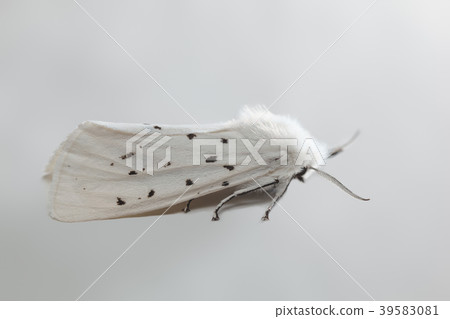 White shaggy moth White shaggy moth 39583081