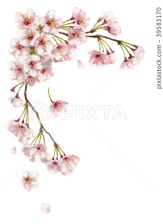 Frame material monotone of cherry drawn with watercolor 39583170