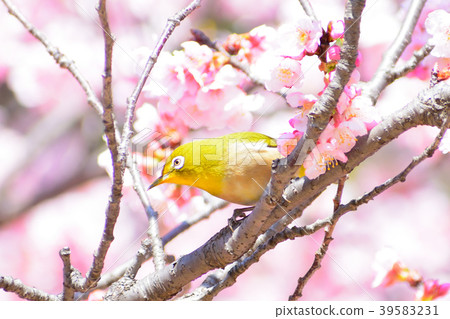 白眼和櫻桃 39583231