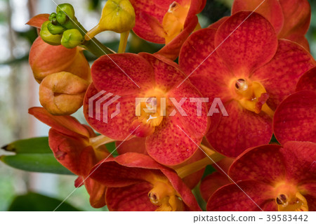 Red Ascocenda orchid in orchid garden Red Ascocenda orchid in orchid garden 39583442