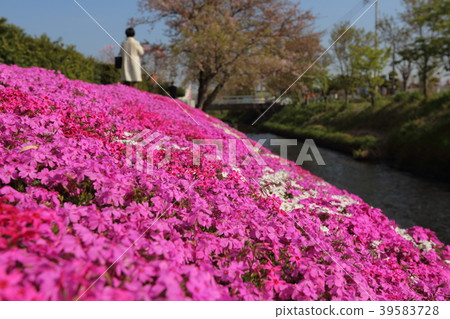 Shibidagawa Shiba Sakura Shibidagawa Shiba Sakura 39583728