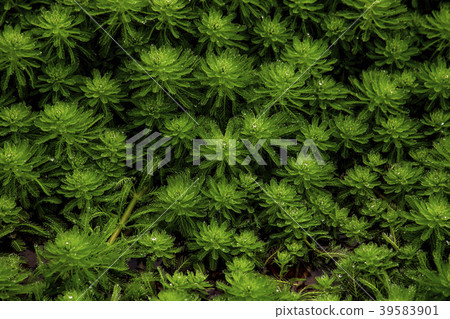 水生植物 39583901