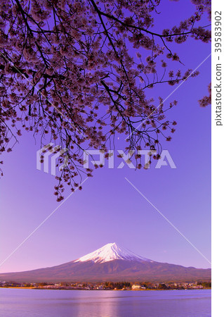 從川口湖和富士山2020/04/08的黎明的櫻花 39583902