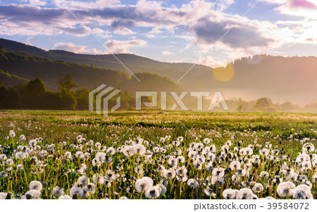 dandelion field on foggy sunrise dandelion field on foggy sunrise 39584072