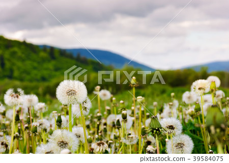 dandelion blossom on a rural field dandelion blossom on a rural field 39584075