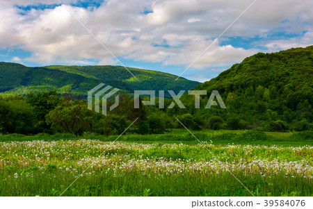dandelion blossom on a rural field dandelion blossom on a rural field 39584076