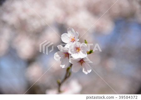 Cherry Blossom Cherry Blossom 39584372