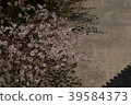 Cherry blossoms and shadows 39584373