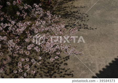 Cherry blossoms and shadows Cherry blossoms and shadows 39584373