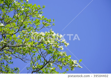 Refreshing white dogwood and blue sky 16 39584402