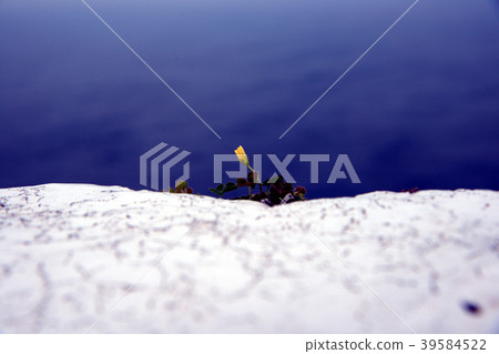 Beautiful yellow flower by the sea 39584522