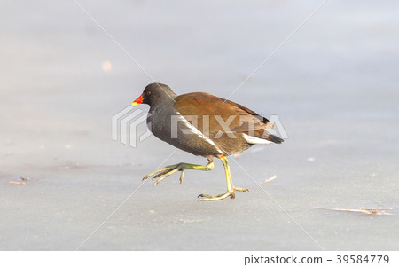 Common moorhen (swamp chicken) on ice Common moorhen (swamp chicken) on ice 39584779