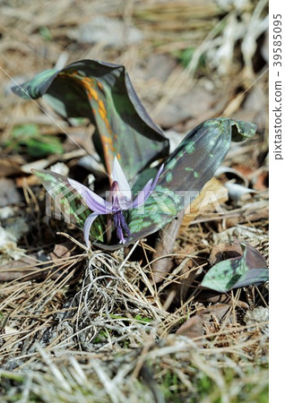 Katakuri Katakuri 39585095