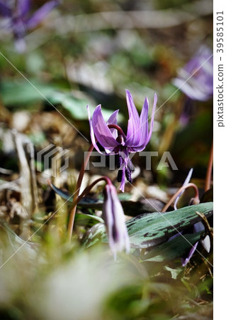 Katakuri Katakuri 39585101