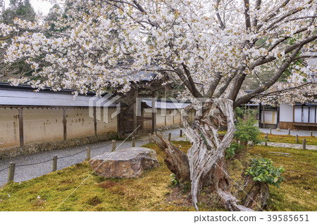 Toshosho-ji Temple櫻花 39585651