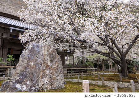 Toshosho-ji Temple Cherry blossoms Toshosho-ji Temple Cherry blossoms 39585655