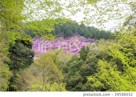 Saige-ji Saige-ji 39586032