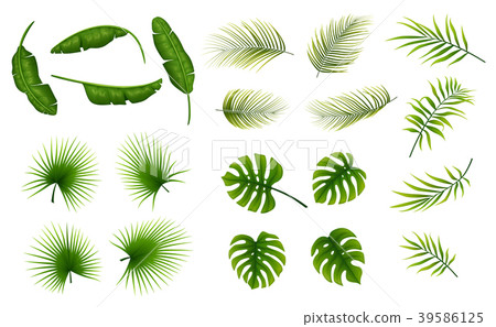 Set of tropical leaves plants on a white backgroun 39586125