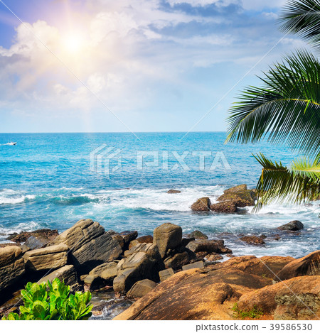 Beach tropical ocean , palm trees and sun. Beach tropical ocean , palm trees and sun. 39586530