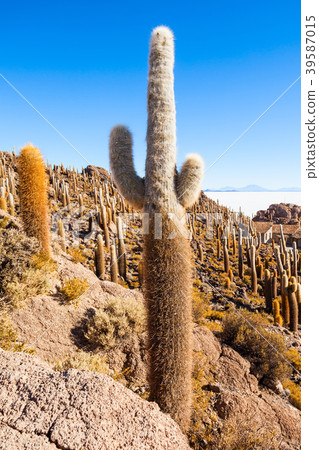 Cactus Island, Uyuni Cactus Island, Uyuni 39587015