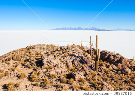 Cactus Island, Uyuni Cactus Island, Uyuni 39587016