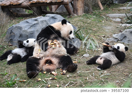Parent-child Panda 39587100