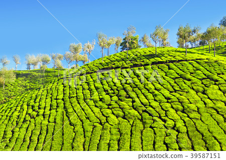 Tea plantation Tea plantation 39587151