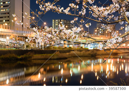 The night cherry blossoms of Shichikawa Sakura Dori [Fukuoka Prefecture Kitakyushu City] 39587300