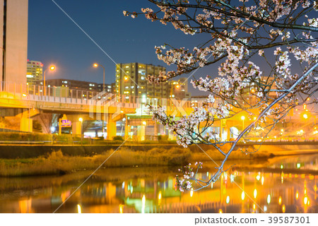 The night cherry blossoms of Shichikawa Sakura Dori [Fukuoka Prefecture Kitakyushu City] 39587301