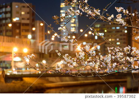 The night cherry blossoms of Shichikawa Sakura Dori [Fukuoka Prefecture Kitakyushu City] 39587302