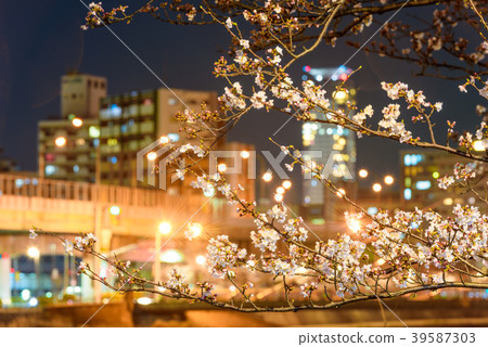 Shichikawa Sakura Dori [福岡北九州市]的夜櫻花 39587303