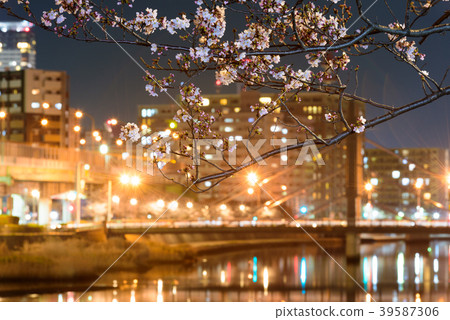 The night cherry blossoms of Shichikawa Sakura Dori [Fukuoka Prefecture Kitakyushu City] 39587306