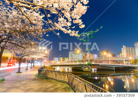 The night cherry blossoms of Shichikawa Sakura Dori [Fukuoka Prefecture Kitakyushu City] 39587309
