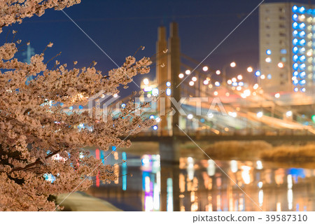 The night cherry blossoms of Shichikawa Sakura Dori [Fukuoka Prefecture Kitakyushu City] 39587310