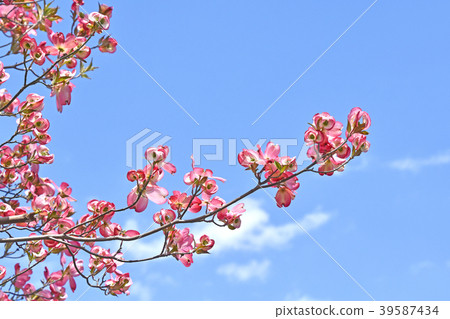 山茱萸（花木） 39587434