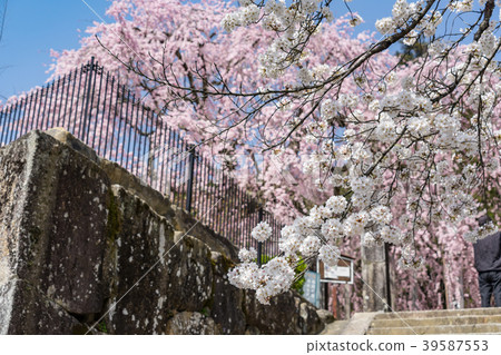Amaano村，舞台櫻花，長野縣飯田市 39587553
