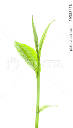 green tea leaf isolated on white background green tea leaf isolated on white background 39588438