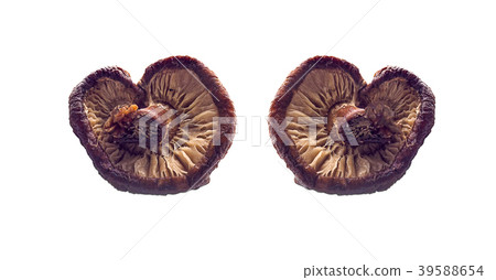 Shiitake Mushroom an isolated on white background 39588654