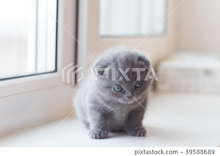 Scottish Fold small cute kitten 39588689