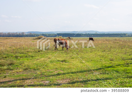 Cow eating grass Cow eating grass 39588809