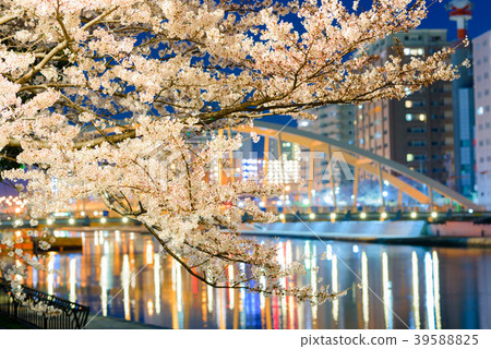 The night cherry blossoms of Shichikawa Sakura Dori [Fukuoka Prefecture Kitakyushu City] 39588825