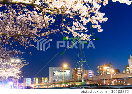 Shichikawa Sakura Dori [福岡北九州市]的夜櫻花 39588873