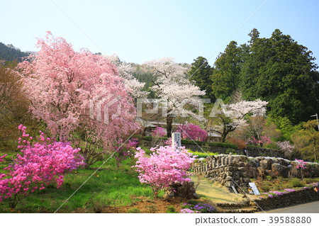 Akiruno City Cherry blossoms Akiruno City Cherry blossoms 39588880