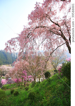 Akiruno City Cherry blossoms 39588881