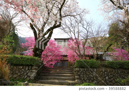 Akiruno City Cherry blossoms 39588882