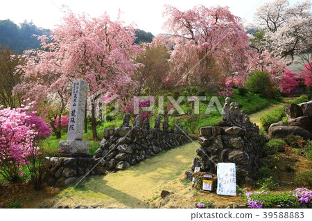 秋留野市櫻花 39588883