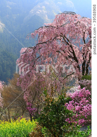Akiruno City Cherry blossoms 39588908