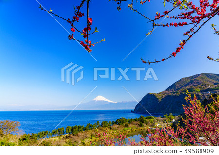 <Shizuoka Prefecture> Nishi-Izuida, a flower-blossom blooming Mt. Fuji over the sea 39588909